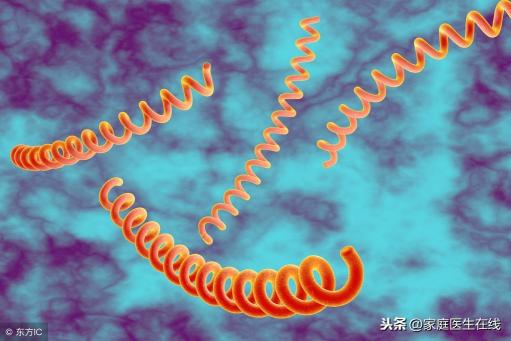 梅毒治疗多少钱（梅毒能治好吗）