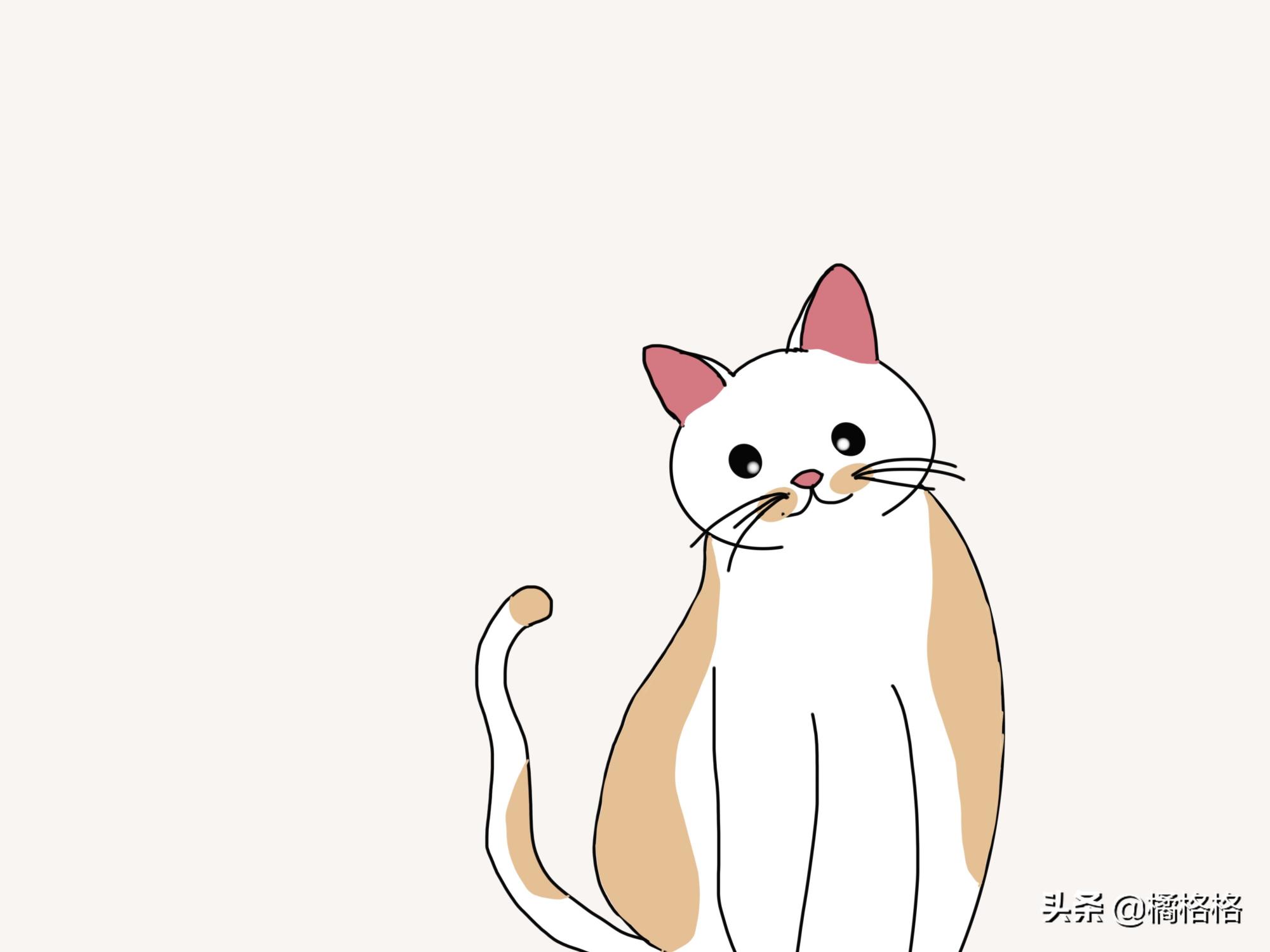 猫血常规多少钱一次（猫定期体检有必要吗）