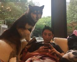 捷克狼犬多少钱一只（江湖人称）