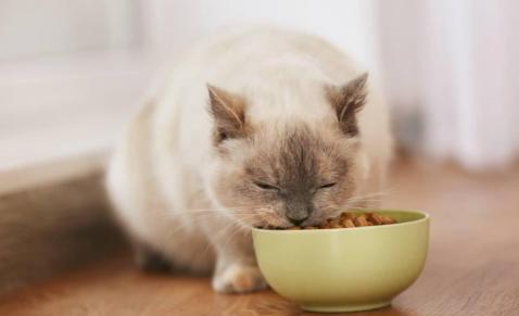 养猫一个月要花多少钱（贫民女孩养猫）