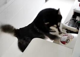 哈士奇犬多少钱一只（中国的一条哈士奇狗正火爆国外）