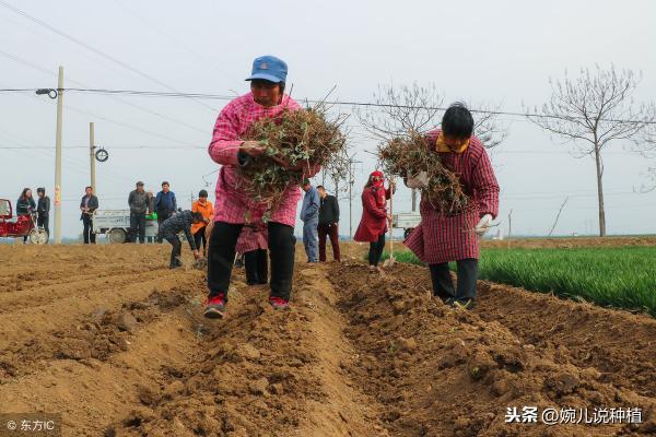 艾绒多少钱一斤（种植艾草一亩利润多少）