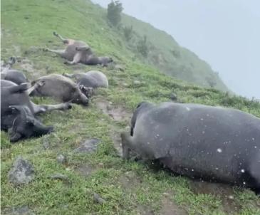 10头牛苗多少钱（广东茂名雷电劈死7头牛）