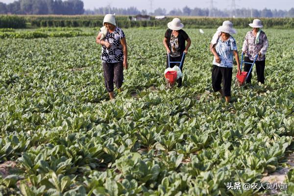 买土地多少钱一亩（农村基本农田流转给别人种地一般多少钱一亩300元一亩合理吗）