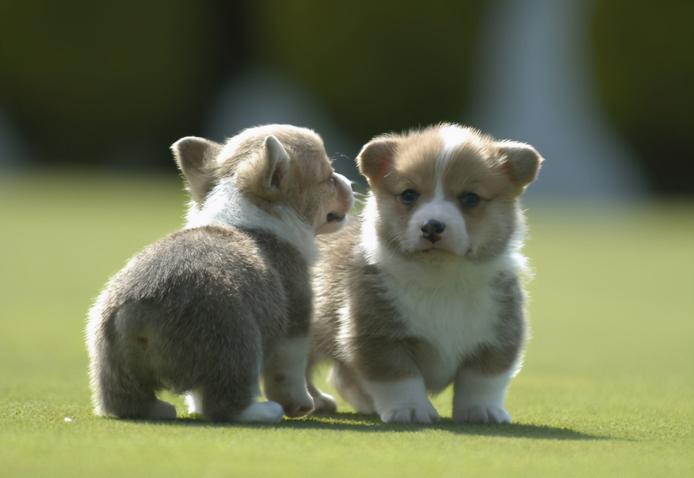 纯种柯基犬价格多少钱一只（如何挑选到）
