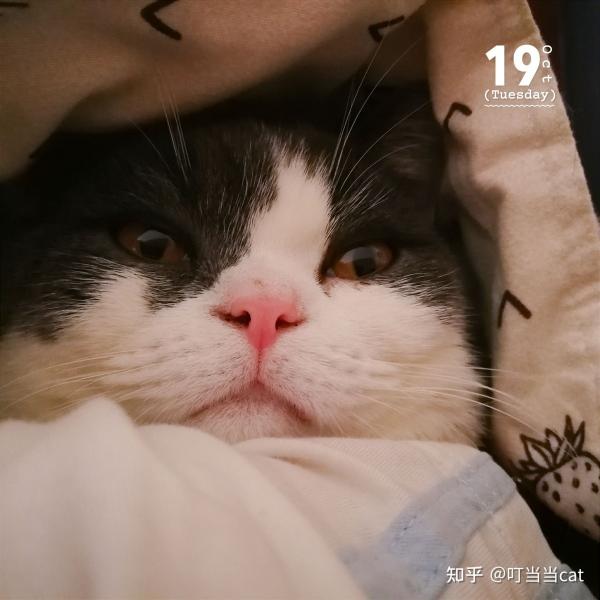 水泵多少钱（猫咪穷养揭秘）