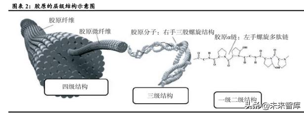 胶原蛋白线多少钱一根（胶原蛋白行业专题研究）
