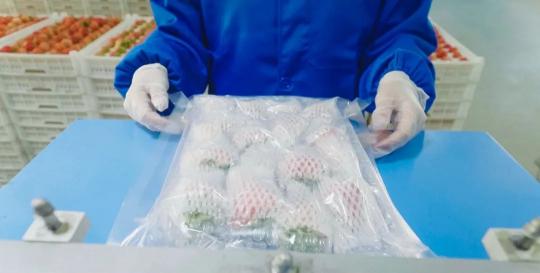 草莓多少钱一个（我在丹东卖草莓20年）