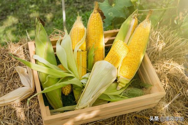 今年玉米多少钱一斤（玉米现在价格多少钱一斤）