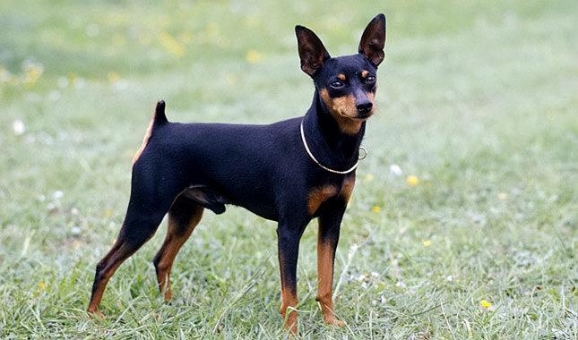 鹿犬多少錢一只（為什么）
