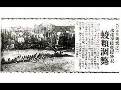 洞螈多少钱一只（最像龙的生物）