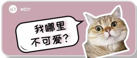 美短银渐层多少钱一只（新手第一次养猫）