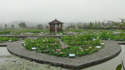 藕粉多少钱（莲花县种莲子）