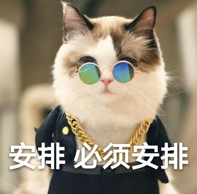 曼基康短腿猫多少钱一只（网评最）