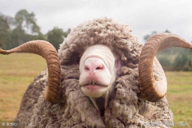 绒山羊羊绒多少钱一斤（最新羊毛）
