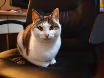 招财猫多少钱（这样的猫能给你带来好运）