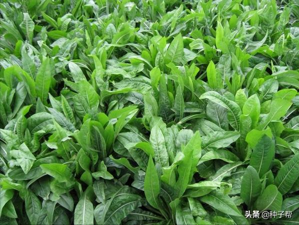 菊苣种子多少钱一斤(亩产达1万公斤的将军菊苣)