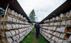 10几斤马蜂窝卖多少钱（深山养殖胡蜂）
