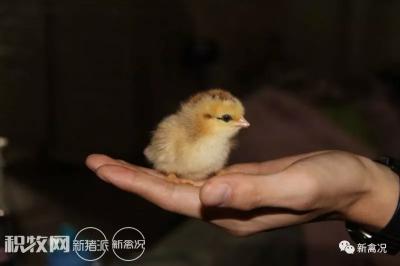 鸡的价格是多少钱一斤（新春开市）