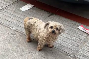 一只比熊犬多少钱（脏兮兮的流浪比熊犬）