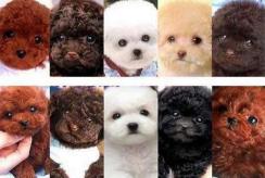 灰贵宾犬多少钱一只（贵宾犬颜色这么多）