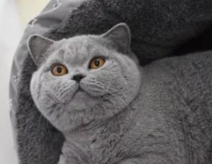 纯黑英短猫多少钱一只（常见的英短猫三种常见颜色）