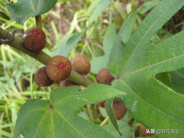 五指毛桃种子多少钱一斤（见过这作物吗）