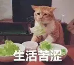 汉堡店多少钱（网红汉堡店测评）