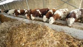 一斤牛肉干多少錢(都說今年牛肉大漲價)