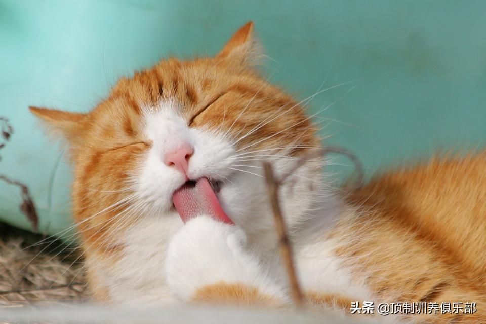 养猫一个月要花多少钱（养猫一个月要花多少钱）