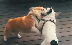 纯种柯基犬价格多少钱一只（法斗和柯基）