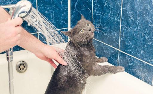 给猫洗澡多少钱（爱猫）