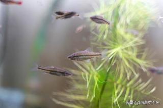 虎鱼多少钱一斤（爬地虎）