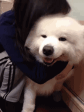 巨贵犬多少钱（土豪也不敢随便养的6种狗）