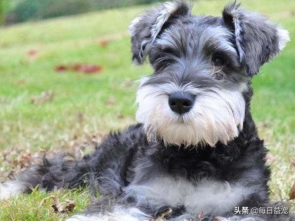 灰色泰迪多少钱一只（狗狗约架被主人体罚）