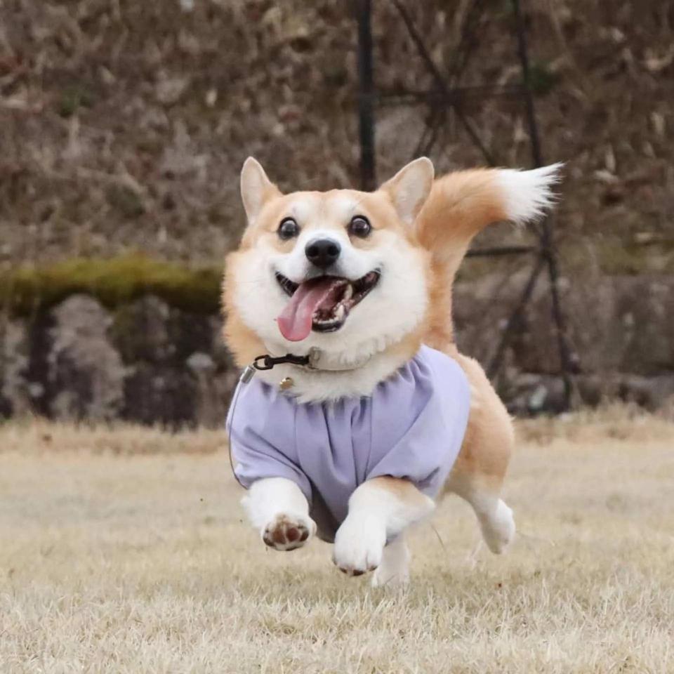 纯种柯基犬价格多少钱一只（十个柯基九个串）