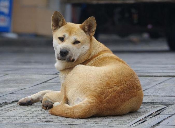 純種中華田園犬多少錢(qián)一只（都是土狗）