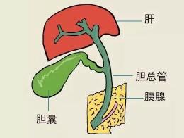 胆囊切除多少钱（胆囊切除）