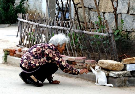 麒麟猫多少钱一只（盘点中国5大）