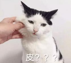 卷耳猫多少钱一只（冷门）