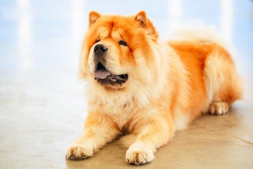 松狮多少钱（为什么很多人喜欢松狮犬）