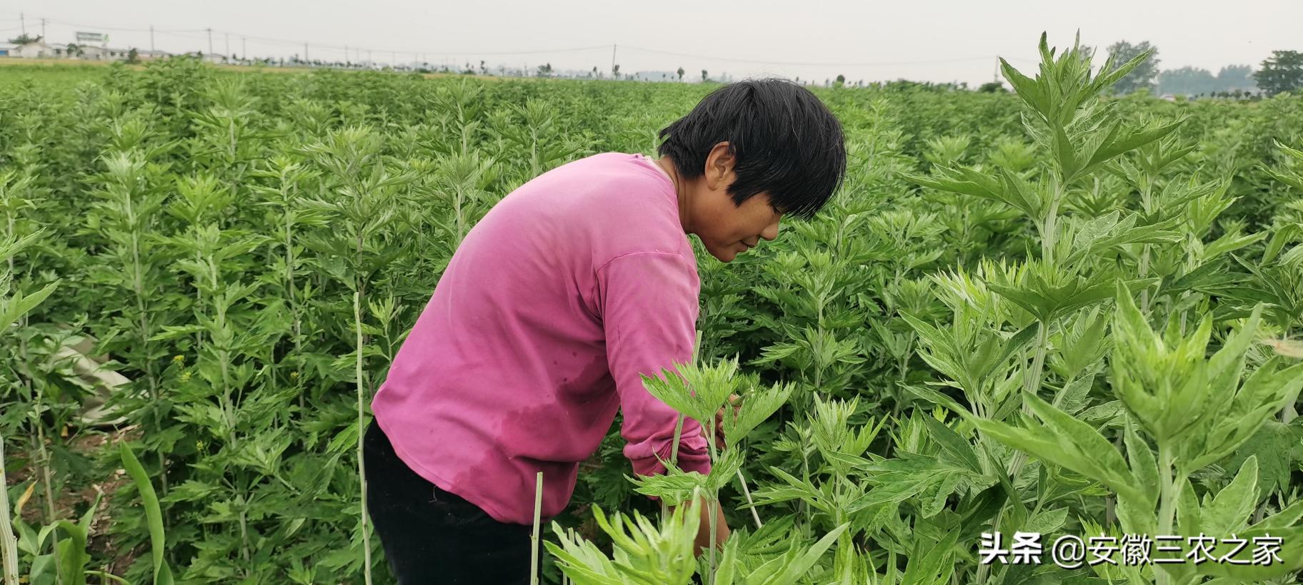 虾苗多少钱一斤（一年收割3季）