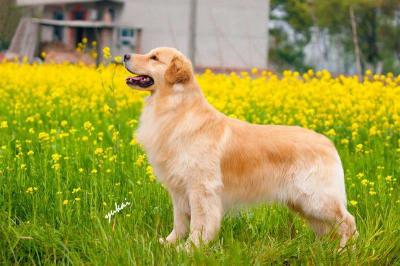 纯种金毛幼犬多少钱一只（买一只听话的金毛需要多少钱）