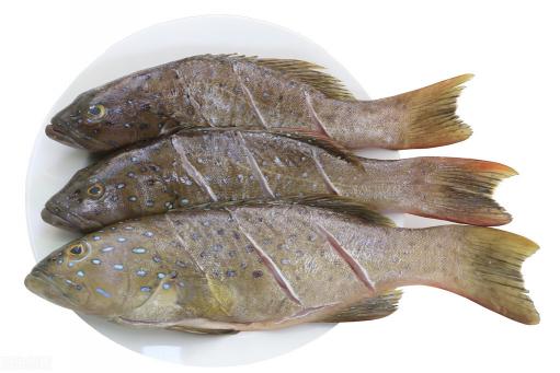 斑鱼多少钱一斤（石斑涨7元左右）