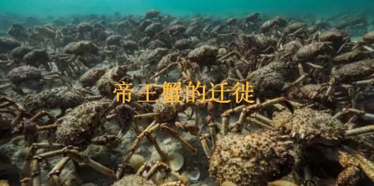 一只帝王蟹多少钱（帝王蟹有多可怕）