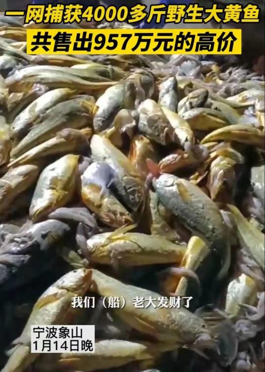 一斤左右的野生黄花鱼多少钱（4000多斤的野生大黄鱼957万成交）