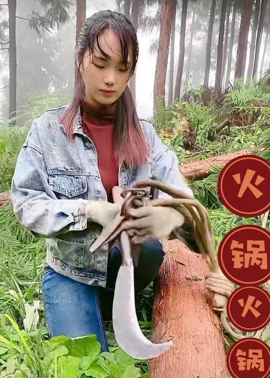 光头强油锯多少钱一台（在大山里砍树的果果妹其实很赚钱）