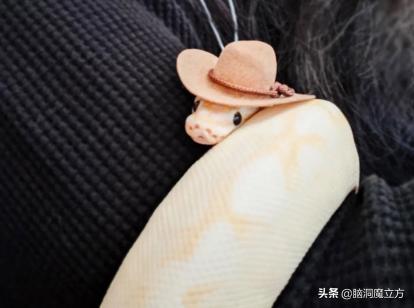 寵物蛇多少錢（蛇蛇這么可愛）
