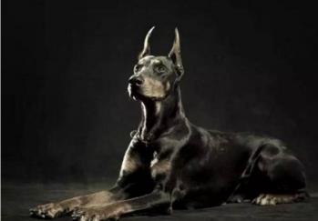 杜宾犬一只多少钱（养杜宾犬有什么好处）
