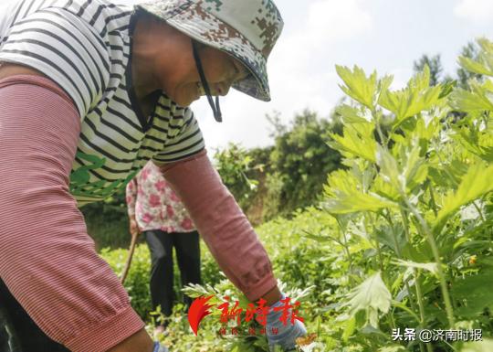 艾绒多少钱一斤（济南一梯田用）